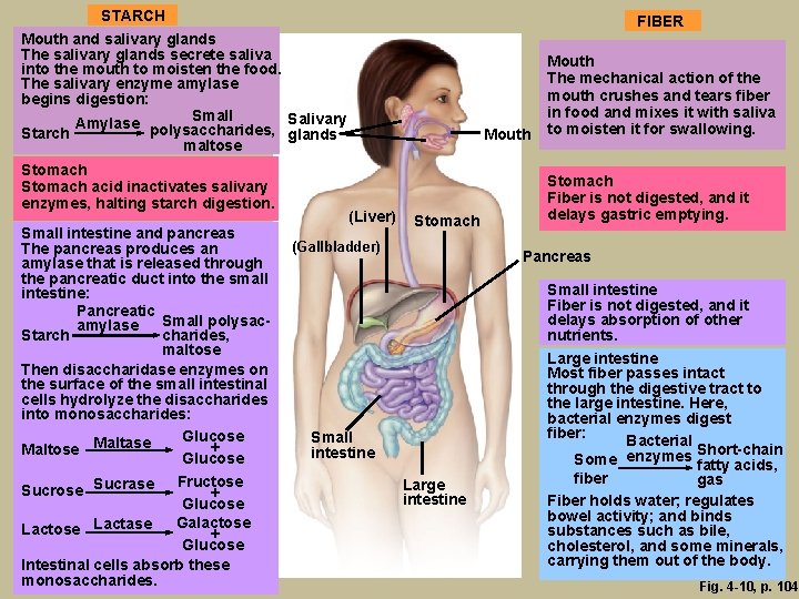 STARCH Mouth and salivary glands The salivary glands secrete saliva into the mouth to