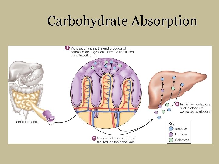 Carbohydrate Absorption 