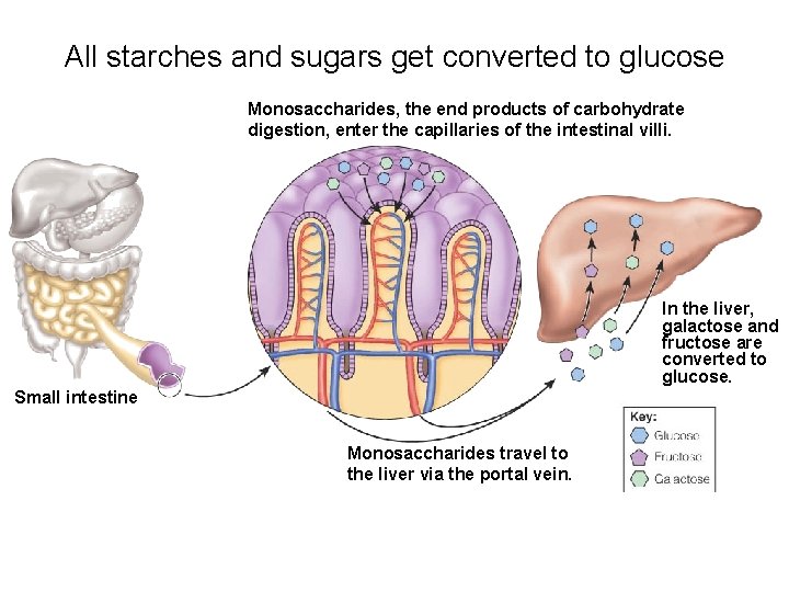 All starches and sugars get converted to glucose Monosaccharides, the end products of carbohydrate