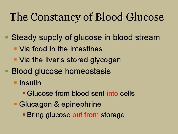 The Constancy of Blood Glucose § Steady supply of glucose in blood stream §