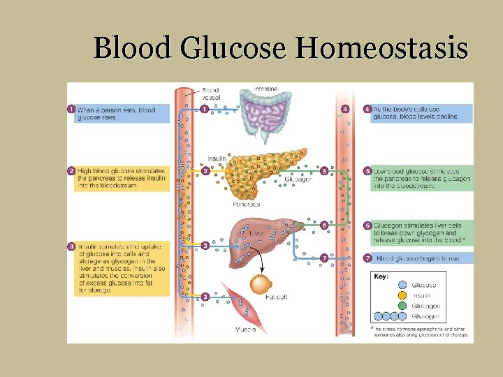 Blood Glucose Homeostasis 