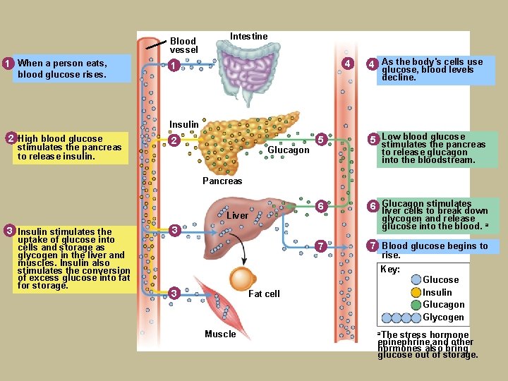 Blood vessel 1 When a person eats, blood glucose rises. Intestine 4 1 4