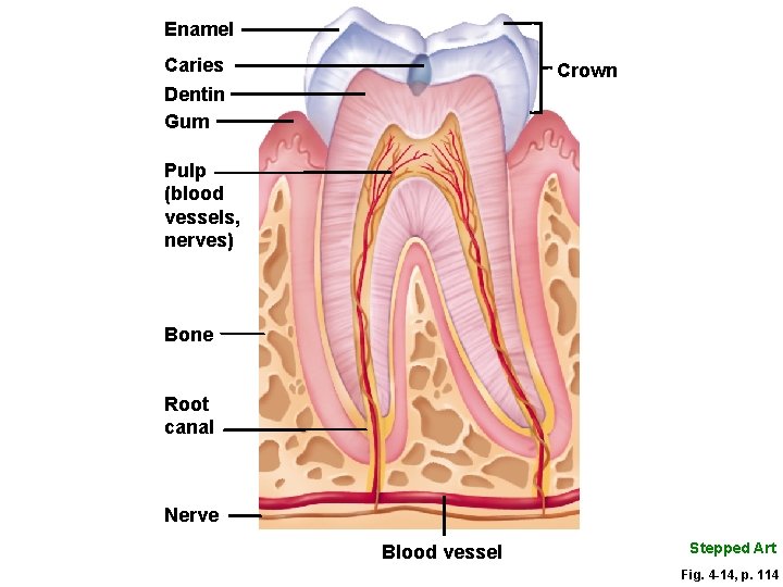 Enamel Caries Dentin Gum Crown Pulp (blood vessels, nerves) Bone Root canal Nerve Blood