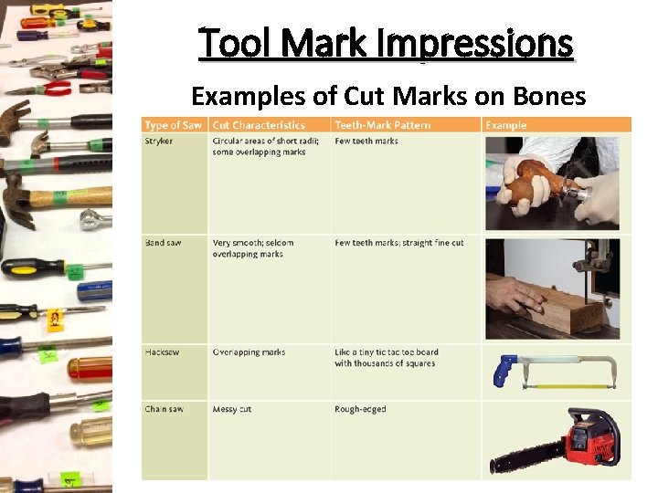 Tool Mark Impressions Examples of Cut Marks on Bones Tool Mark Impressions Examples of Cut Marks on Bones