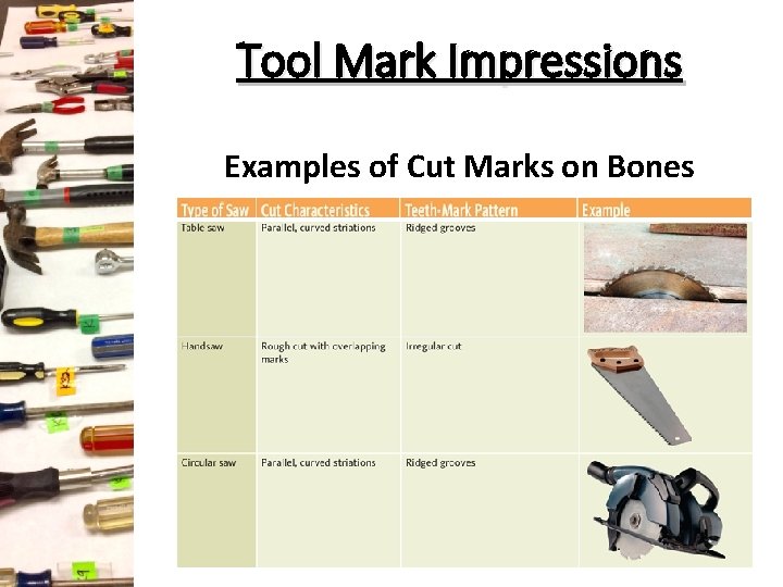 Tool Mark Impressions Examples of Cut Marks on Bones Tool Mark Impressions Examples of Cut Marks on Bones