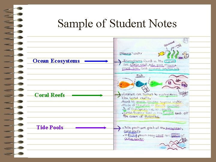 Sample of Student Notes Ocean Ecosystems Coral Reefs Tide Pools 