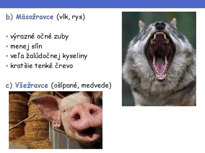 b) Mäsožravce (vlk, rys) • výrazné očné zuby • menej slín • veľa žalúdočnej