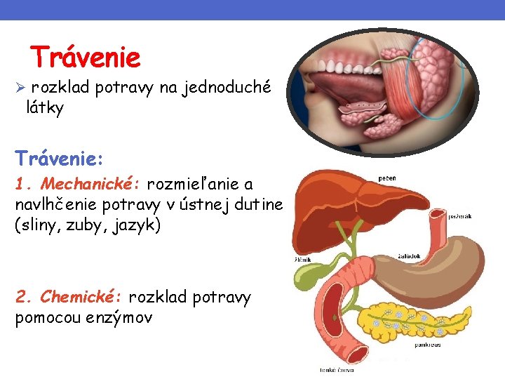 Trávenie Ø rozklad potravy na jednoduché látky Trávenie: 1. Mechanické: rozmieľanie a navlhčenie potravy