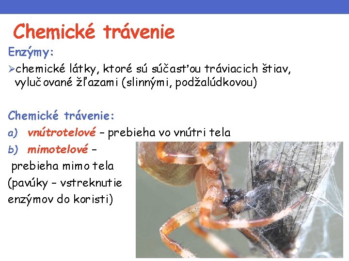 Chemické trávenie Enzýmy: Øchemické látky, ktoré sú súčasťou tráviacich štiav, vylučované žľazami (slinnými, podžalúdkovou)