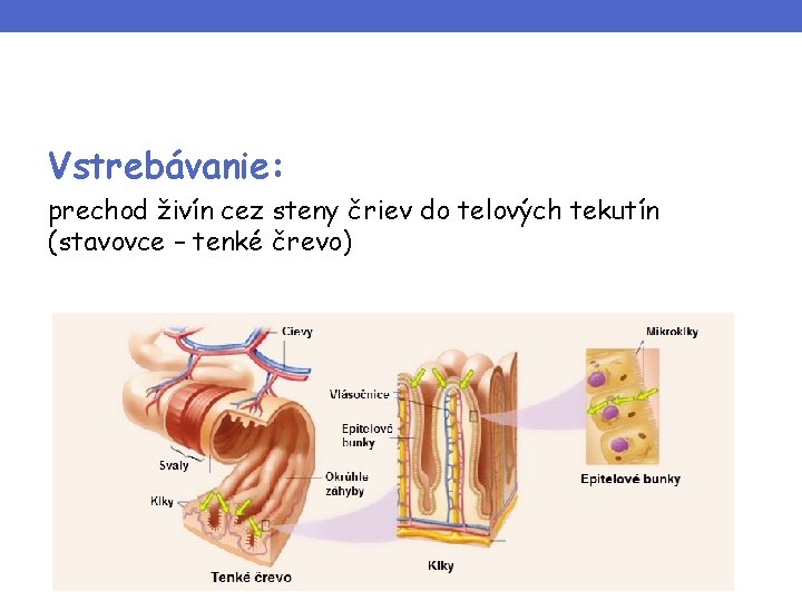 Vstrebávanie: prechod živín cez steny čriev do telových tekutín (stavovce – tenké črevo) 