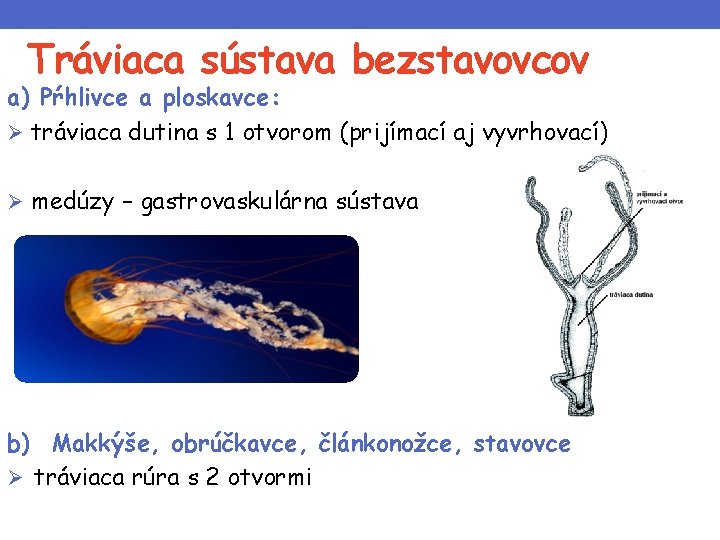 Tráviaca sústava bezstavovcov a) Pŕhlivce a ploskavce: Ø tráviaca dutina s 1 otvorom (prijímací