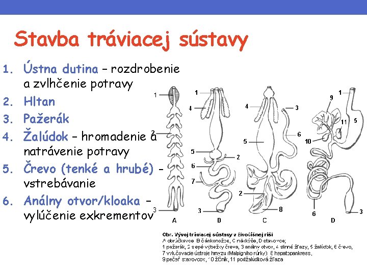 Stavba tráviacej sústavy 1. Ústna dutina – rozdrobenie 2. 3. 4. 5. 6. a