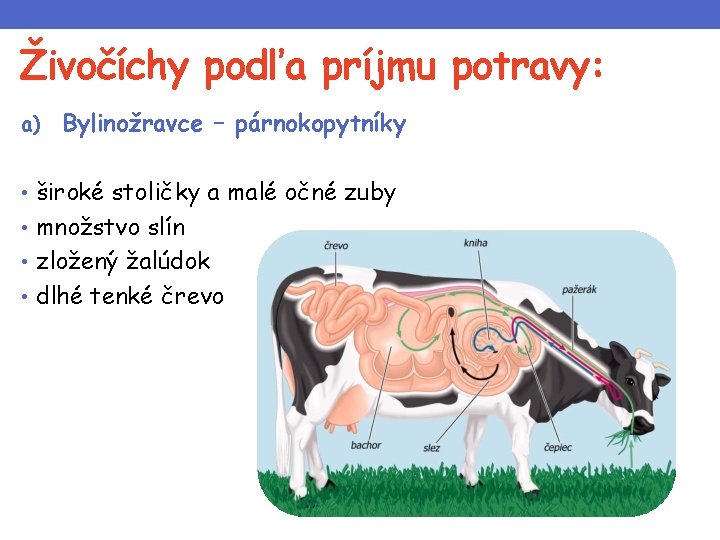 Živočíchy podľa príjmu potravy: a) Bylinožravce – párnokopytníky • široké stoličky a malé očné