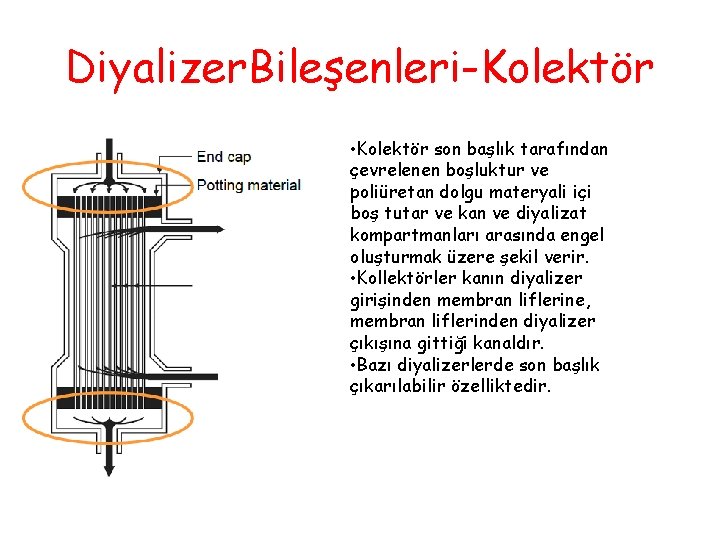 Diyalizer. Bileşenleri-Kolektör • Kolektör son başlık tarafından çevrelenen boşluktur ve poliüretan dolgu materyali içi