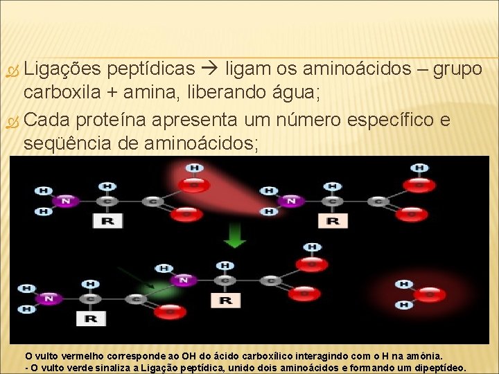 Ligações peptídicas ligam os aminoácidos – grupo carboxila + amina, liberando água; Cada proteína