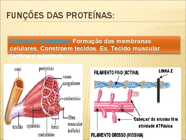 FUNÇÕES DAS PROTEÍNAS: Plástica e estrutural: Formação das membranas celulares. Constroem tecidos. Ex. Tecido