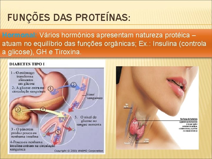 FUNÇÕES DAS PROTEÍNAS: Hormonal: Vários hormônios apresentam natureza protéica – atuam no equilíbrio das