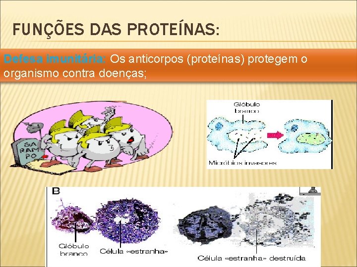 FUNÇÕES DAS PROTEÍNAS: Defesa imunitária: Os anticorpos (proteínas) protegem o organismo contra doenças; 