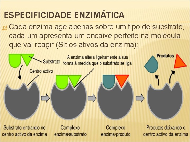 ESPECIFICIDADE ENZIMÁTICA Cada enzima age apenas sobre um tipo de substrato, cada um apresenta