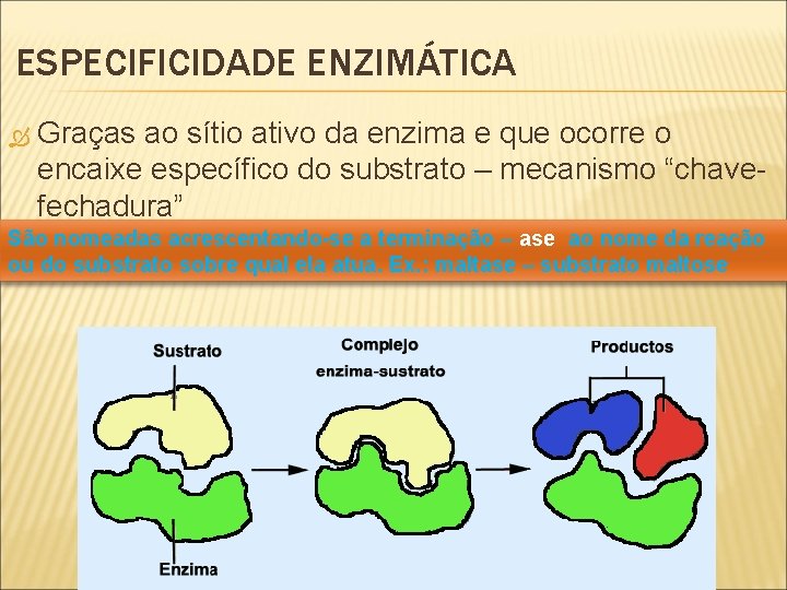 ESPECIFICIDADE ENZIMÁTICA Graças ao sítio ativo da enzima e que ocorre o encaixe específico