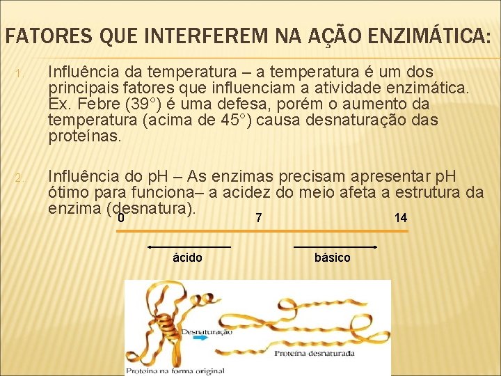 FATORES QUE INTERFEREM NA AÇÃO ENZIMÁTICA: 1. Influência da temperatura – a temperatura é