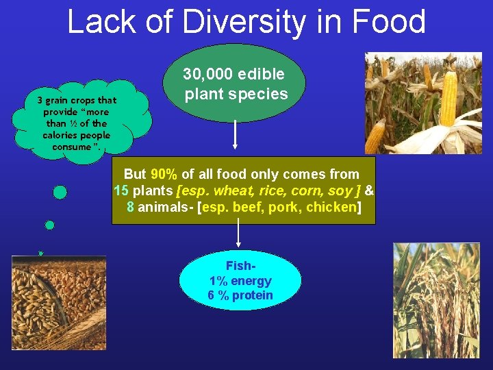 Lack of Diversity in Food 3 grain crops that provide “more than ½ of