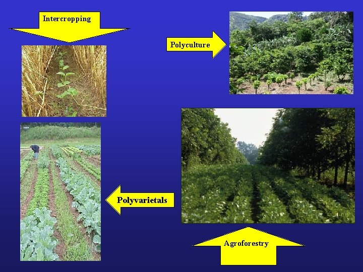 Intercropping Polyculture Polyvarietals Agroforestry 