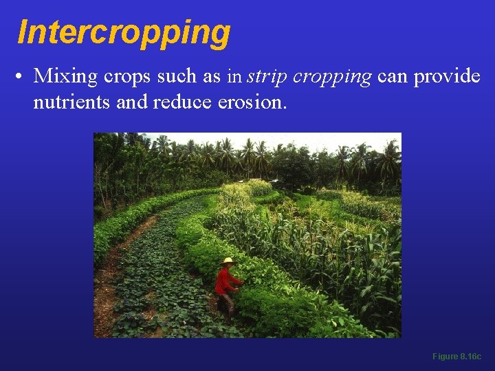 Intercropping • Mixing crops such as in strip cropping can provide nutrients and reduce