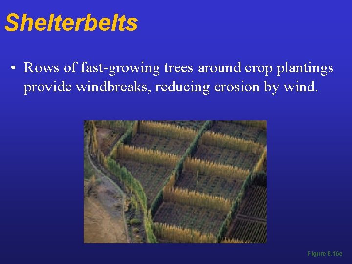 Shelterbelts • Rows of fast-growing trees around crop plantings provide windbreaks, reducing erosion by