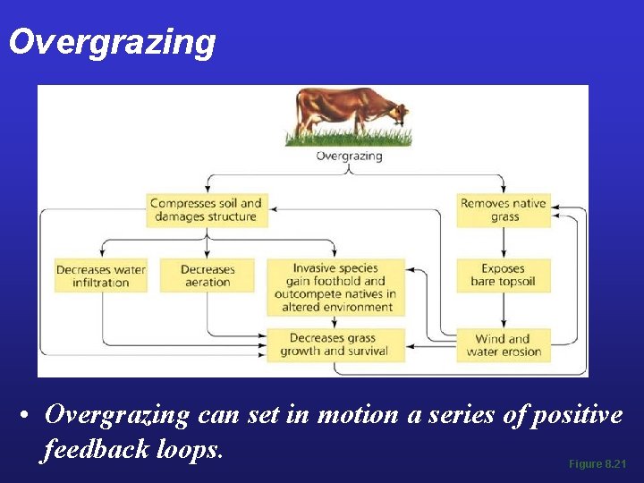 Overgrazing • Overgrazing can set in motion a series of positive feedback loops. Figure