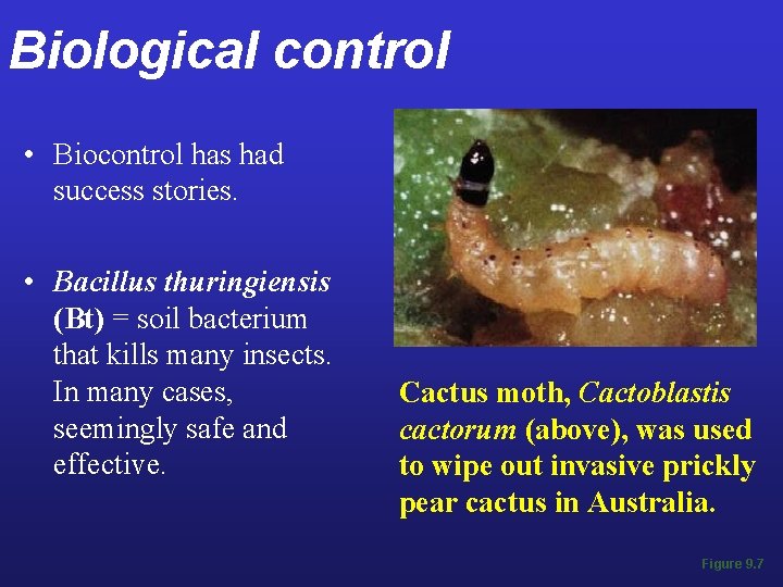 Biological control • Biocontrol has had success stories. • Bacillus thuringiensis (Bt) = soil