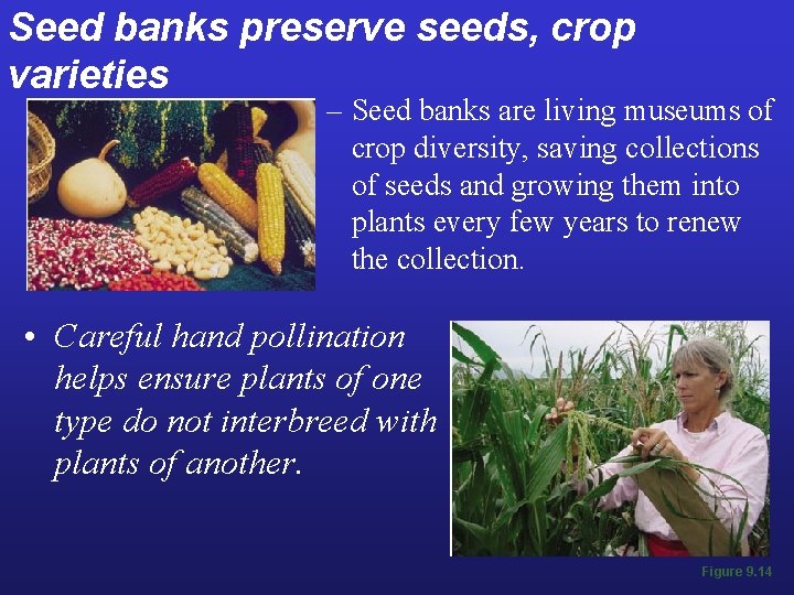 Seed banks preserve seeds, crop varieties – Seed banks are living museums of crop