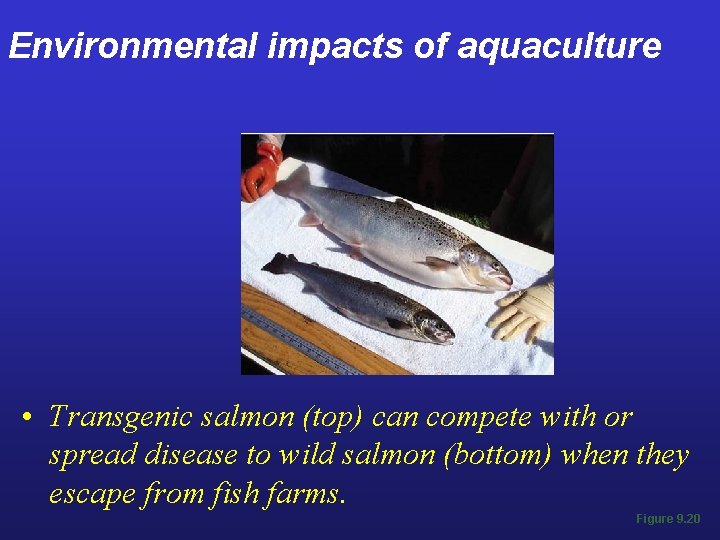 Environmental impacts of aquaculture • Transgenic salmon (top) can compete with or spread disease