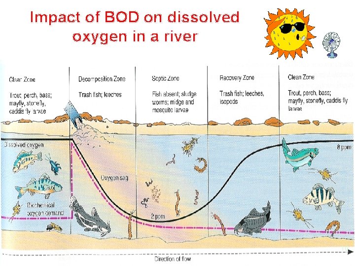Impact of BOD on dissolved oxygen in a river 10 