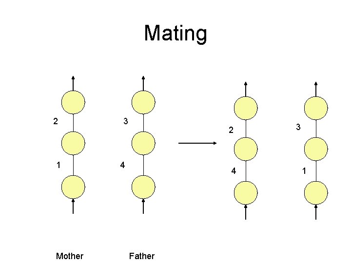 Mating 2 1 Mother 3 2 4 4 Father 3 1 