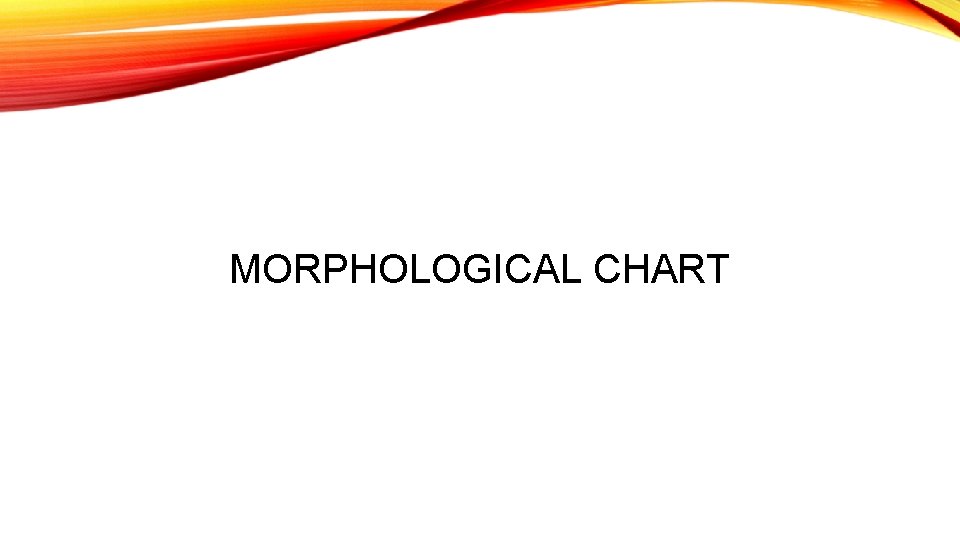 MORPHOLOGICAL CHART 