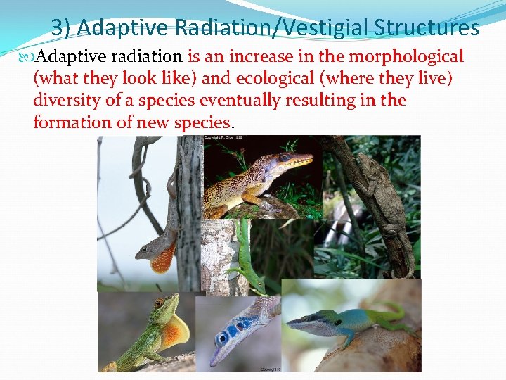 3) Adaptive Radiation/Vestigial Structures Adaptive radiation is an increase in the morphological (what they