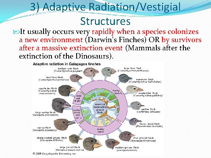 3) Adaptive Radiation/Vestigial Structures It usually occurs very rapidly when a species colonizes a