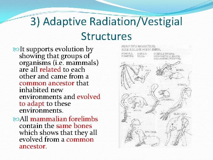 3) Adaptive Radiation/Vestigial Structures It supports evolution by showing that groups of organisms (i.