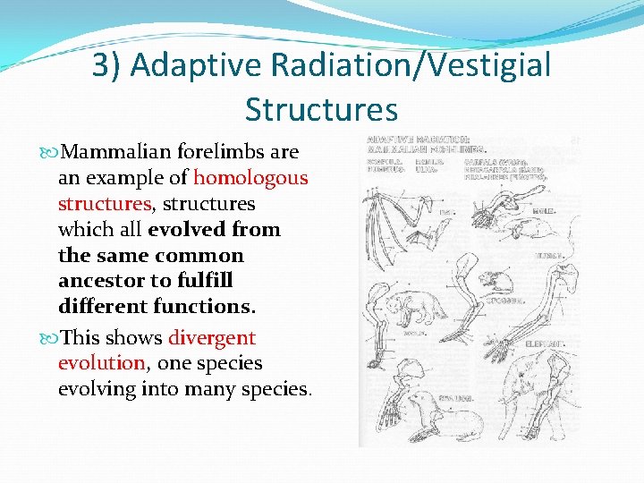 3) Adaptive Radiation/Vestigial Structures Mammalian forelimbs are an example of homologous structures, structures which