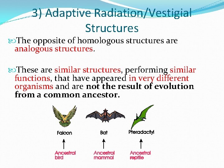 3) Adaptive Radiation/Vestigial Structures The opposite of homologous structures are analogous structures. These are