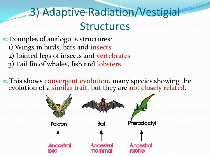 3) Adaptive Radiation/Vestigial Structures Examples of analogous structures: 1) Wings in birds, bats and