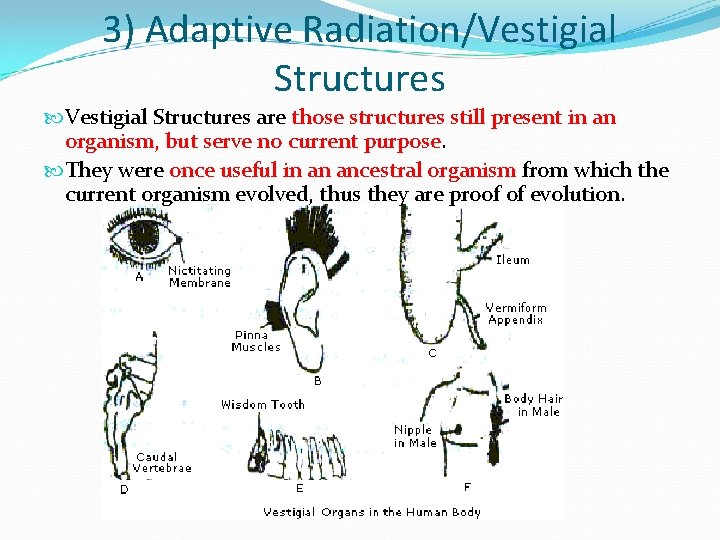 3) Adaptive Radiation/Vestigial Structures are those structures still present in an organism, but serve