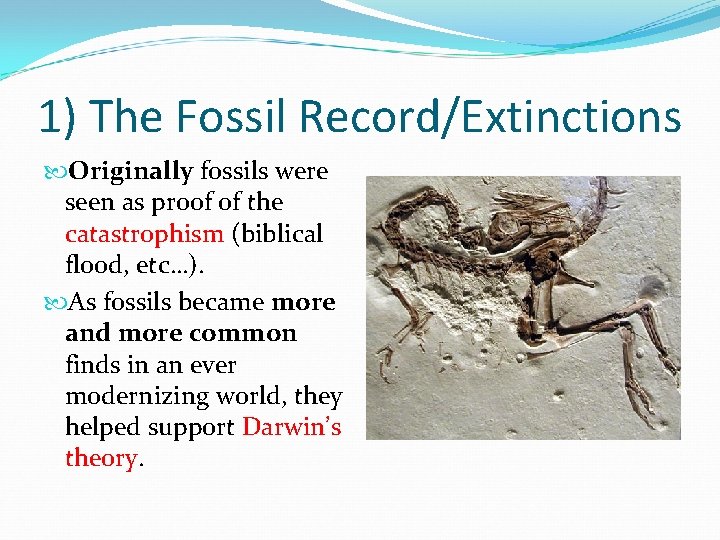 1) The Fossil Record/Extinctions Originally fossils were seen as proof of the catastrophism (biblical