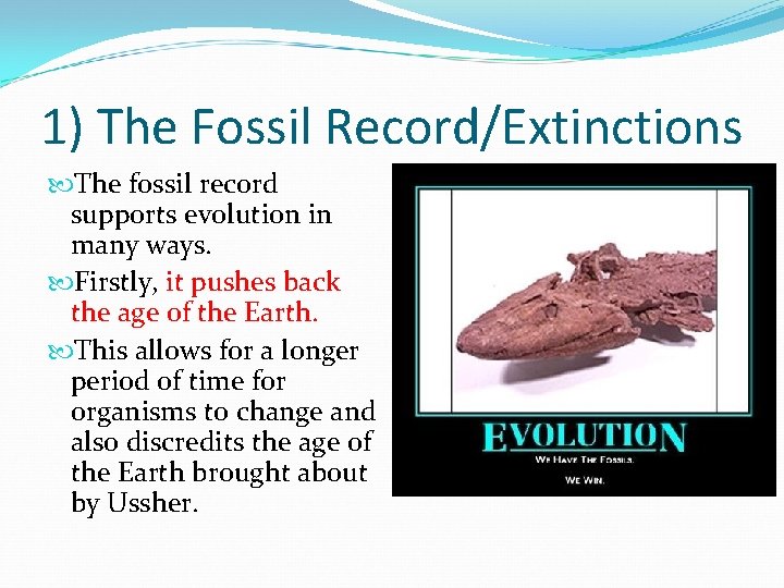 1) The Fossil Record/Extinctions The fossil record supports evolution in many ways. Firstly, it