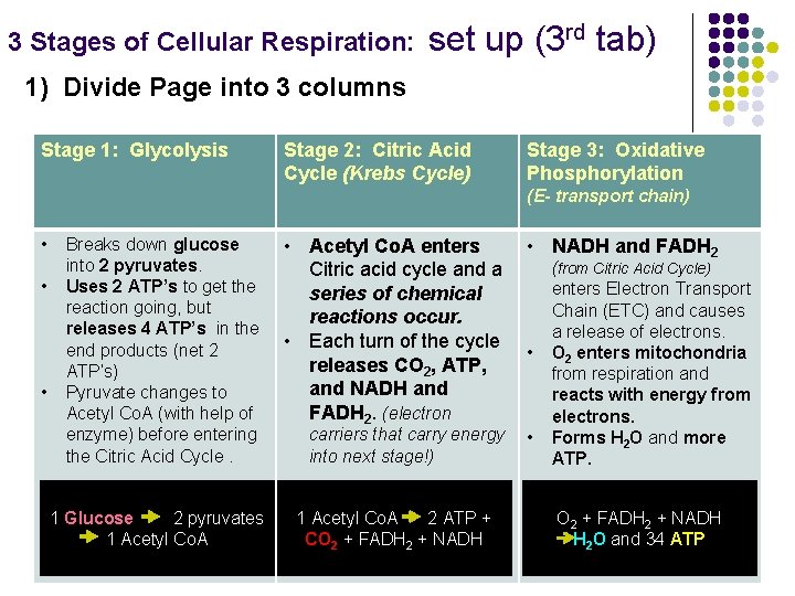 3 Stages of Cellular Respiration: set up (3 rd tab) 1) Divide Page into