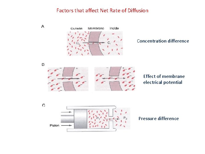 Factors that affect Net Rate of Diffusion Concentration difference Effect of membrane electrical potential