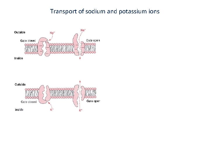 Transport of sodium and potassium ions 