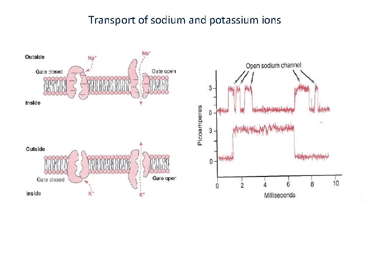Transport of sodium and potassium ions 