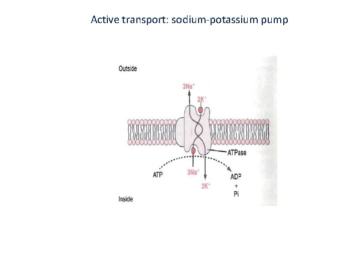 Active transport: sodium-potassium pump 